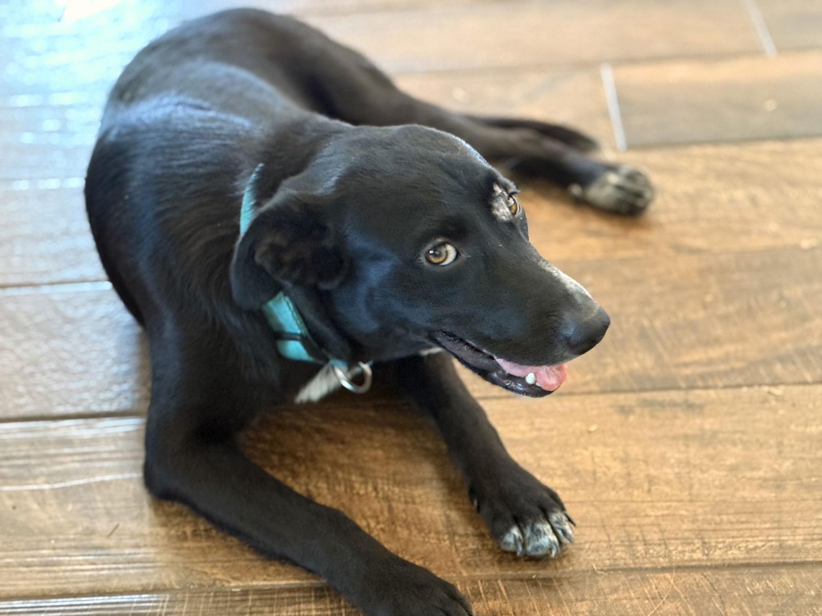 Enlarge Olive, a Adoptable Border Collie in Rockwall, TX image 2/3