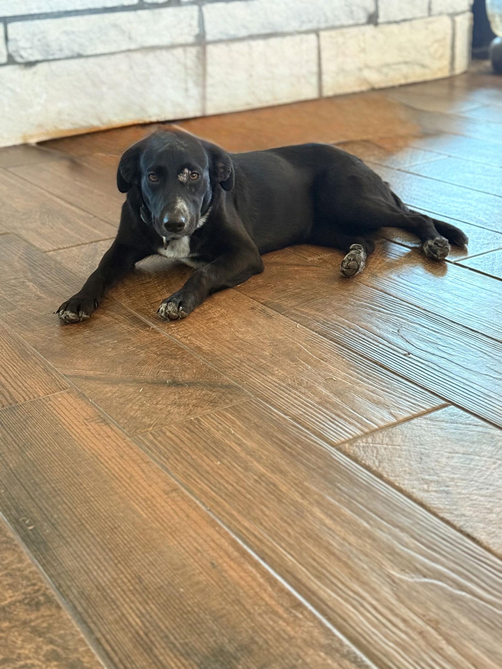 Enlarge Olive, a Adoptable Border Collie in Rockwall, TX image 3/3