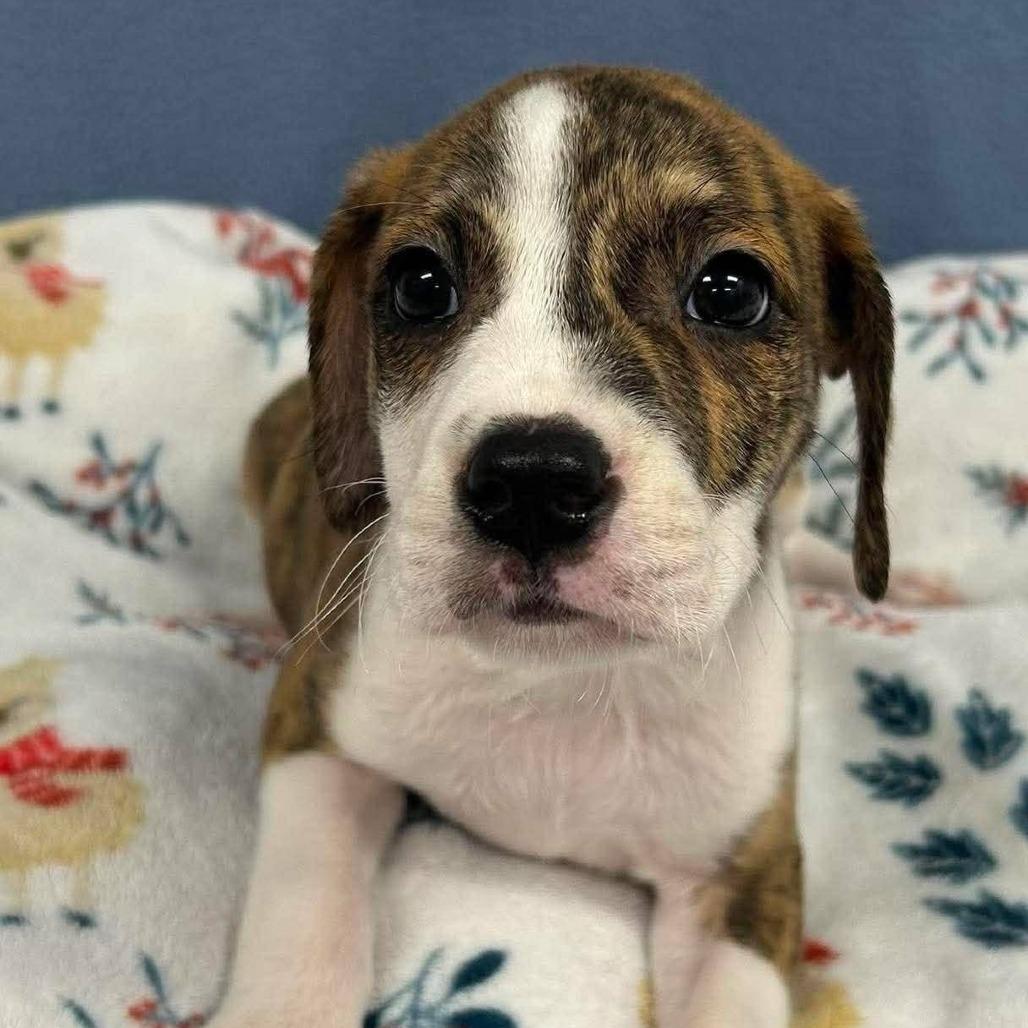 Enlarge Gunter, an adopted mixed breed in Medford, NY image 3/4