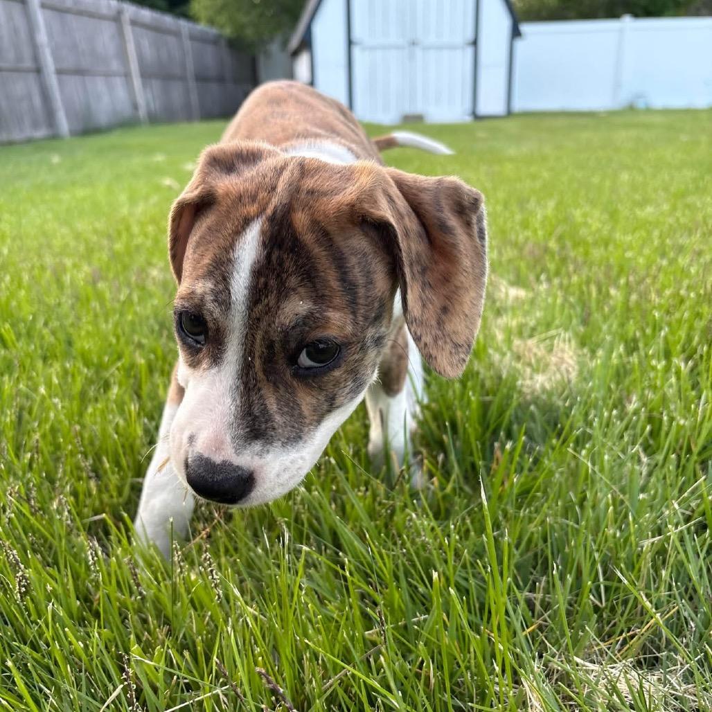 Gunter, adopted, Young Male Boxer.