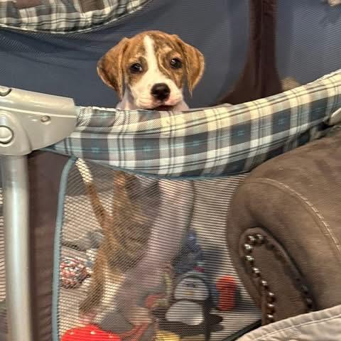 Enlarge Gunter, an adopted mixed breed in Medford, NY image 2/4