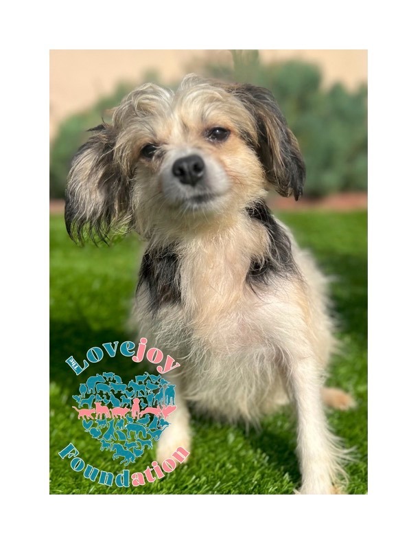 Mimi, an adopted Terrier & Miniature Poodle Mix in Inglewood, CA_image-1