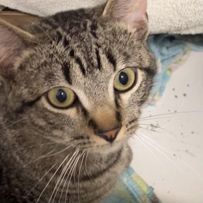 Enlarge Al, a ADOPTABLE mixed breed in Hilliard, OH image 1/1