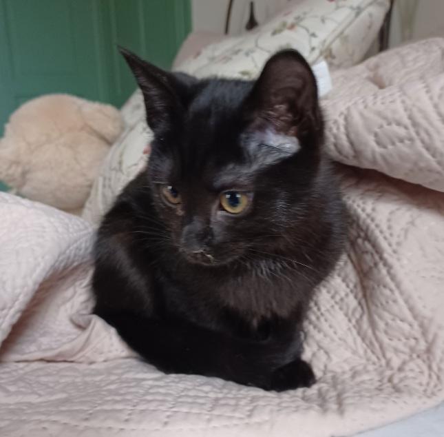 Enlarge Nyx, an adopted Domestic Short Hair in Lemoyne, PA image 1/2