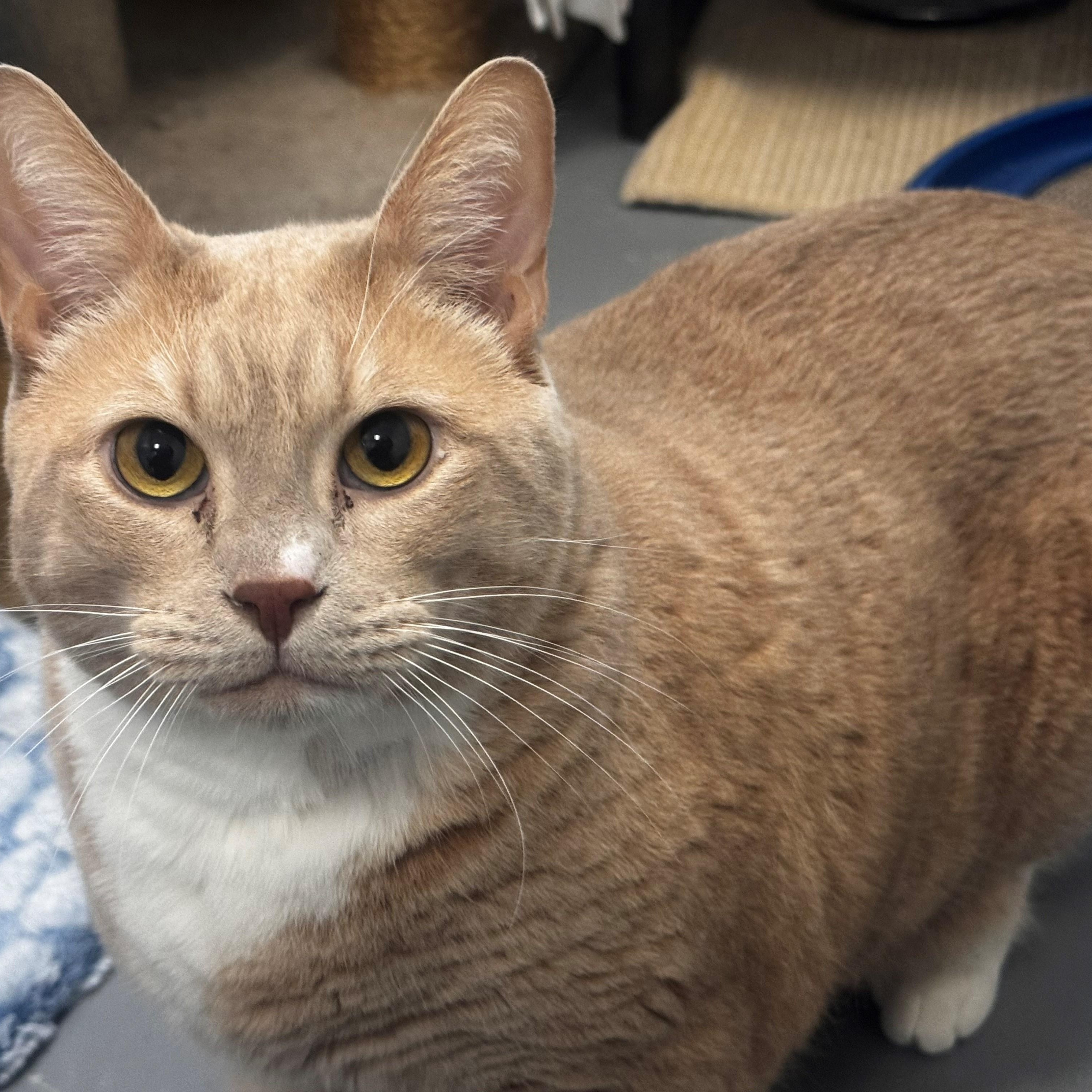 Enlarge Buddybo, a Adoptable Domestic Short Hair in New Westminster, BC image 1/3