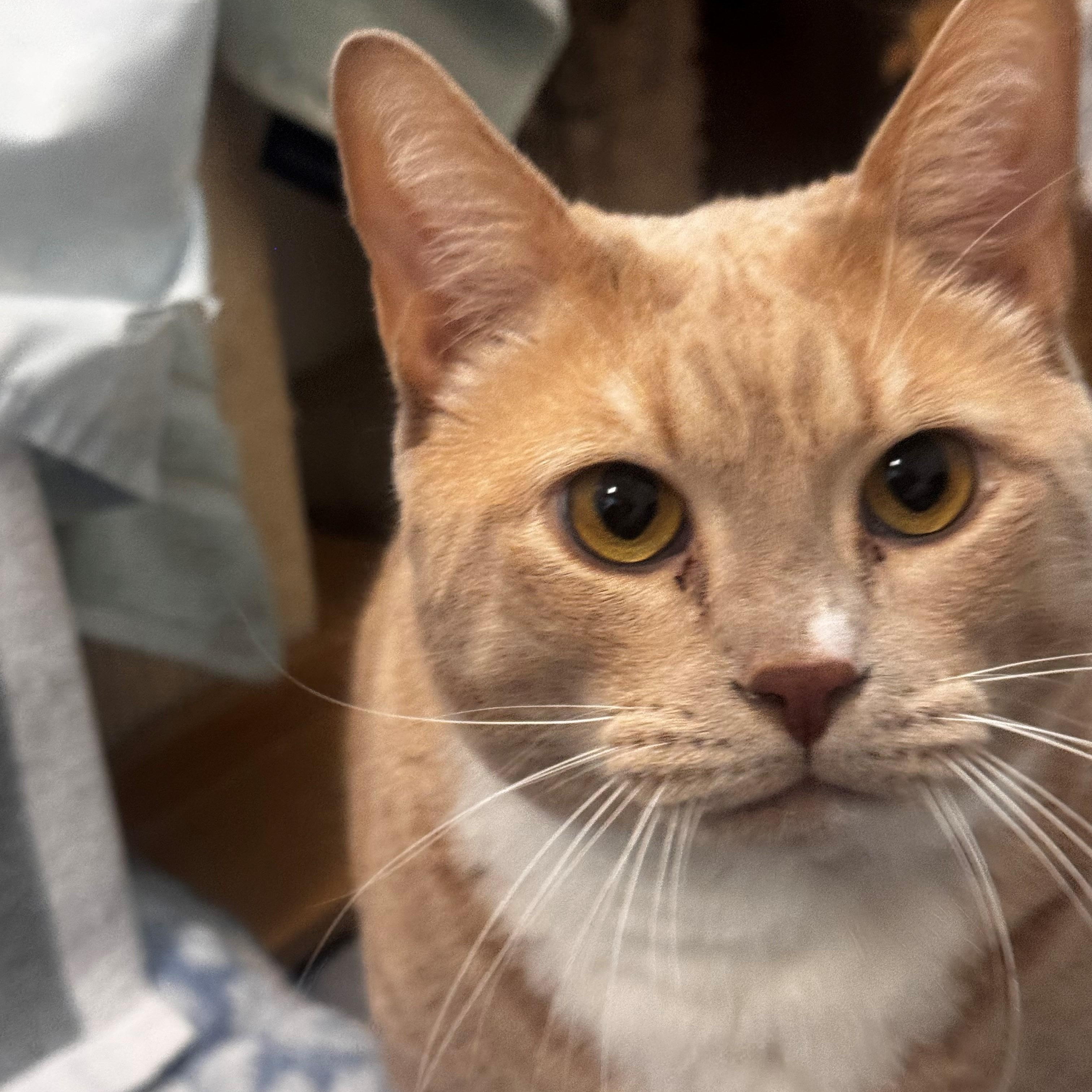 Enlarge Buddybo, a Adoptable Domestic Short Hair in New Westminster, BC image 3/3