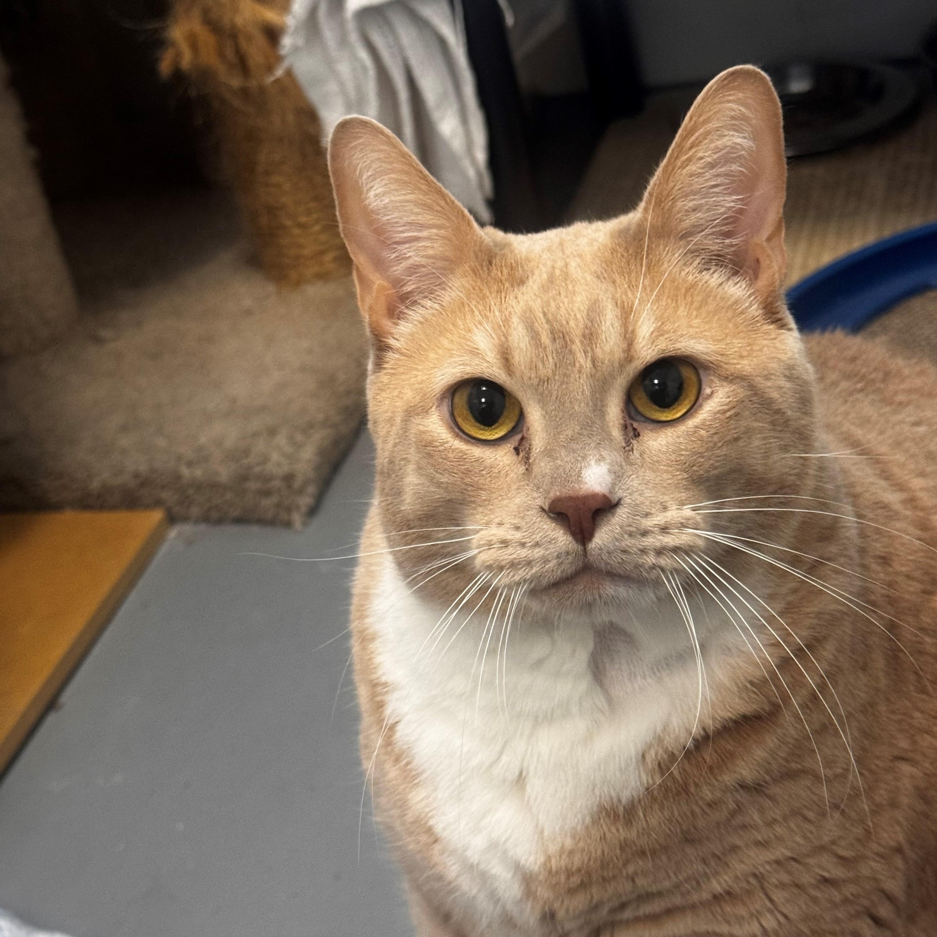 Enlarge Buddybo, a Adoptable Domestic Short Hair in New Westminster, BC image 2/3