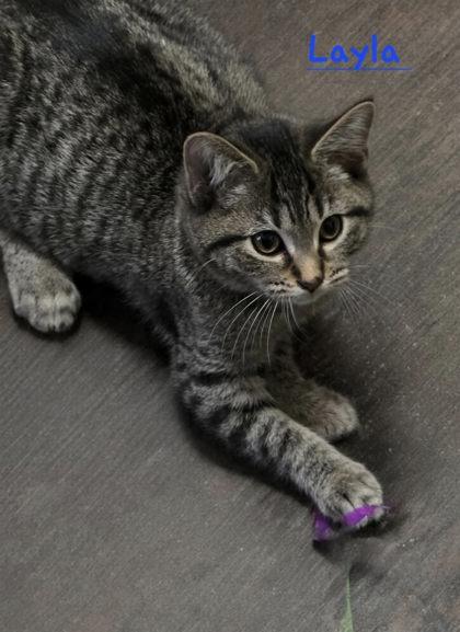 Enlarge Layla, a ADOPTABLE Domestic Short Hair in Battle Creek, MI image 1/1