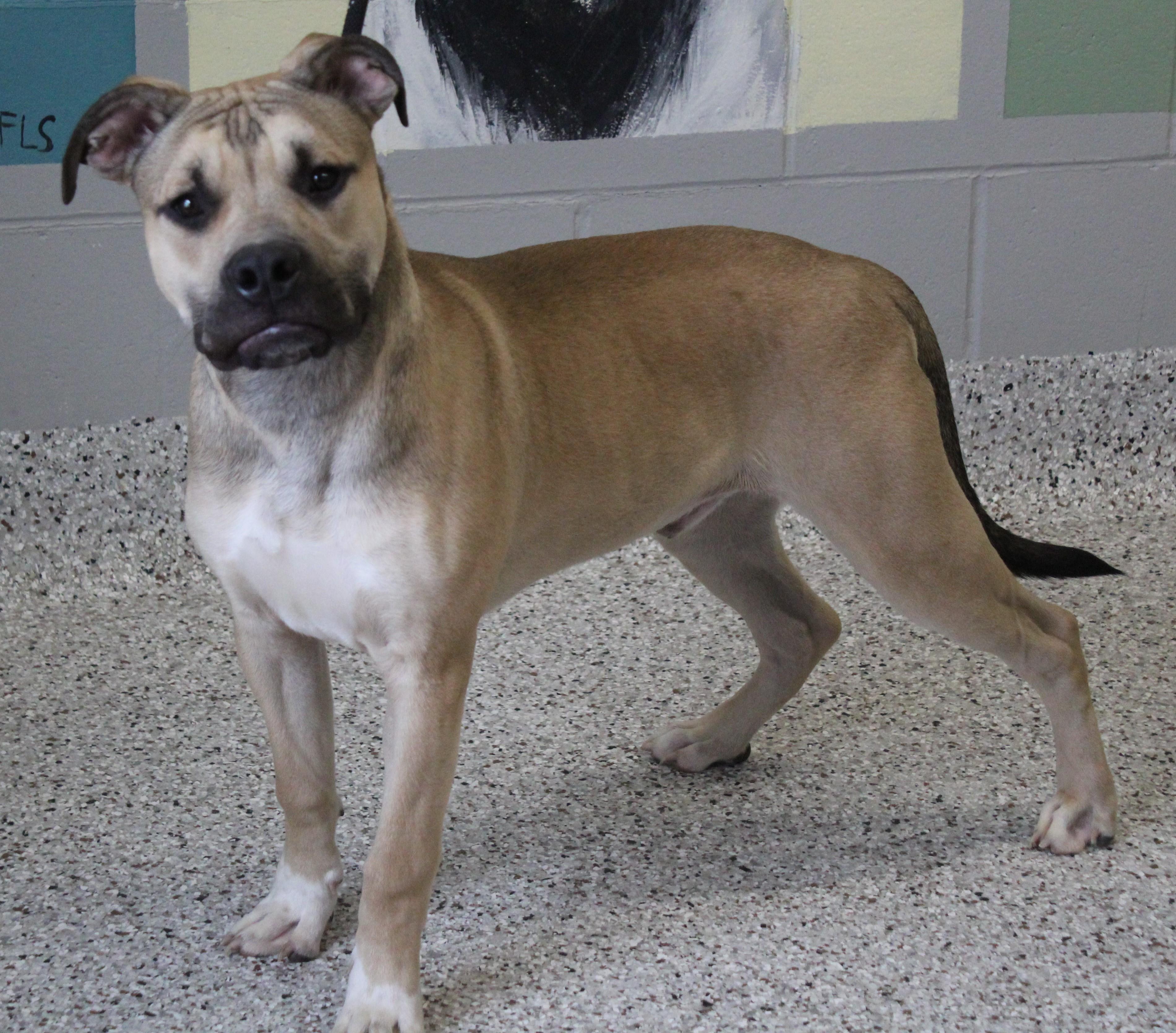 Enlarge Junior (11632), a ADOPTABLE mixed breed in Heath, OH image 2/2