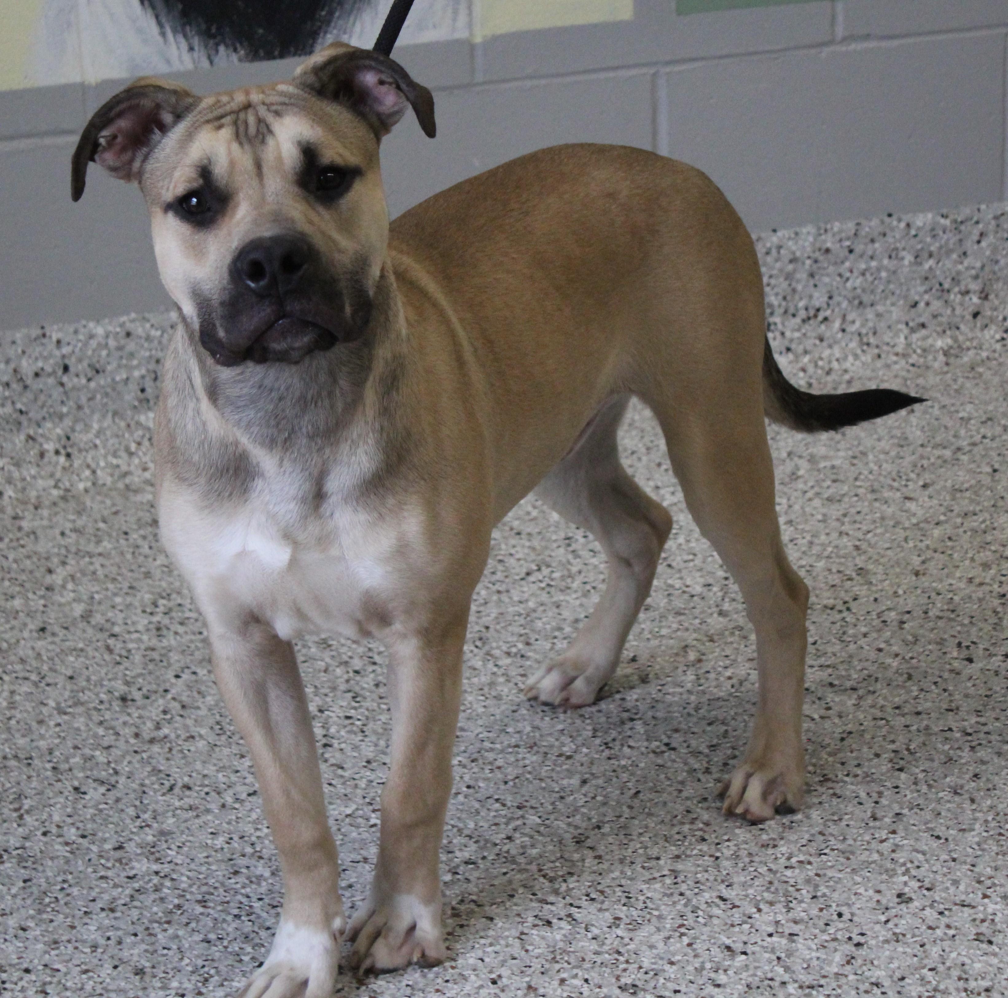 Junior (11632), ADOPTABLE, Young Male Pit Bull Terrier.