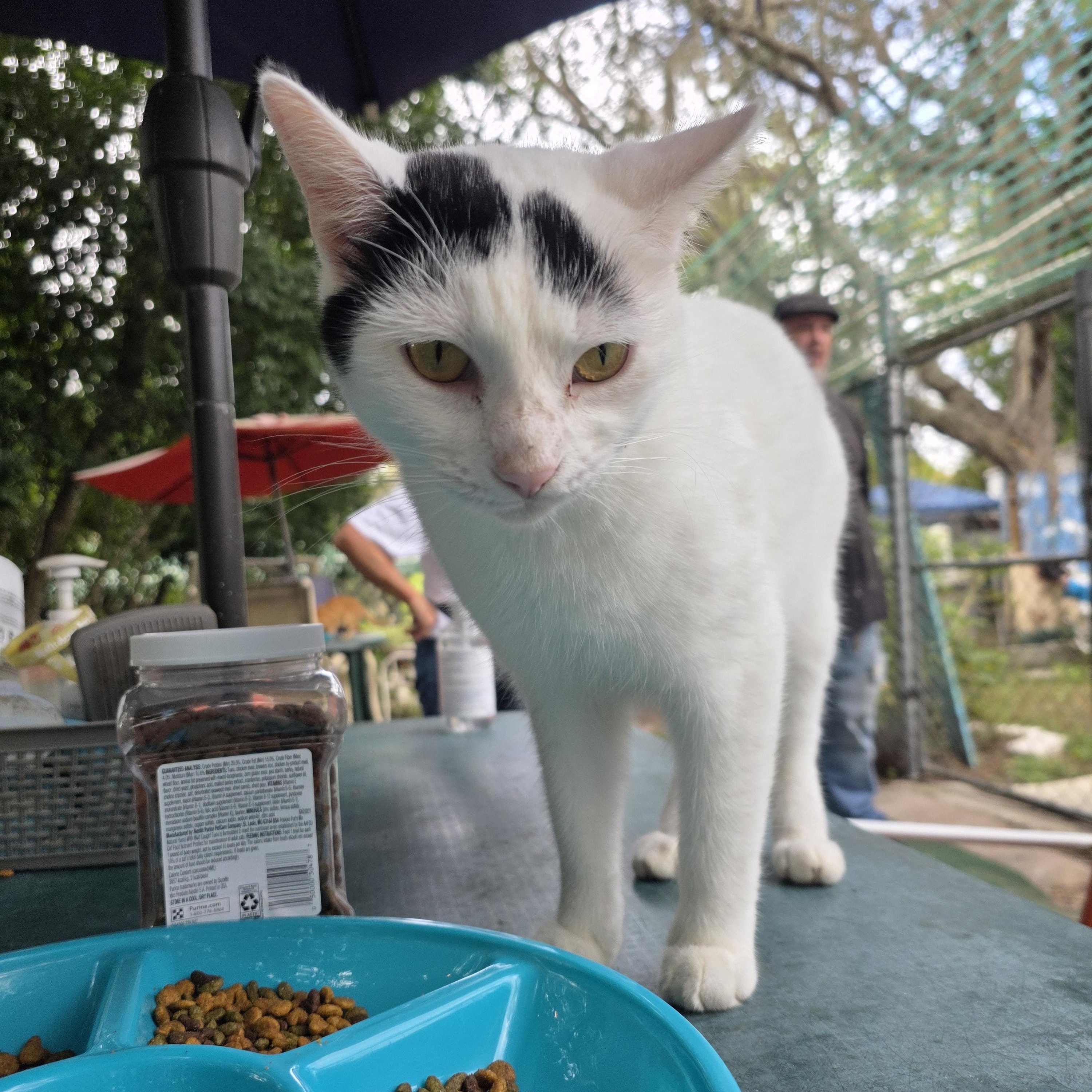 Enlarge Major Meow, a Adoptable Domestic Short Hair in Spring Hill, FL image 1/2