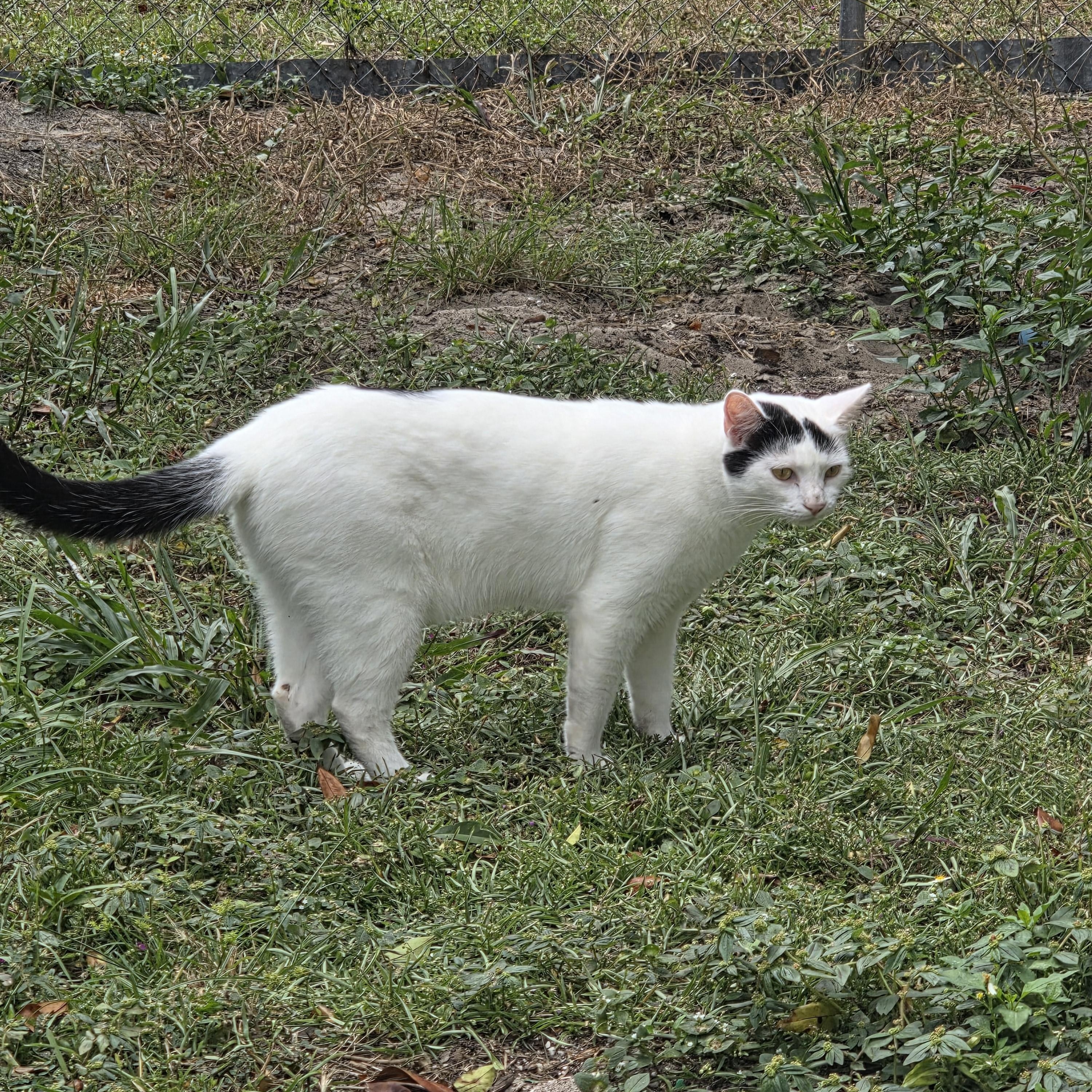 Major Meow, Adoptable, Adult Male Domestic Short Hair.