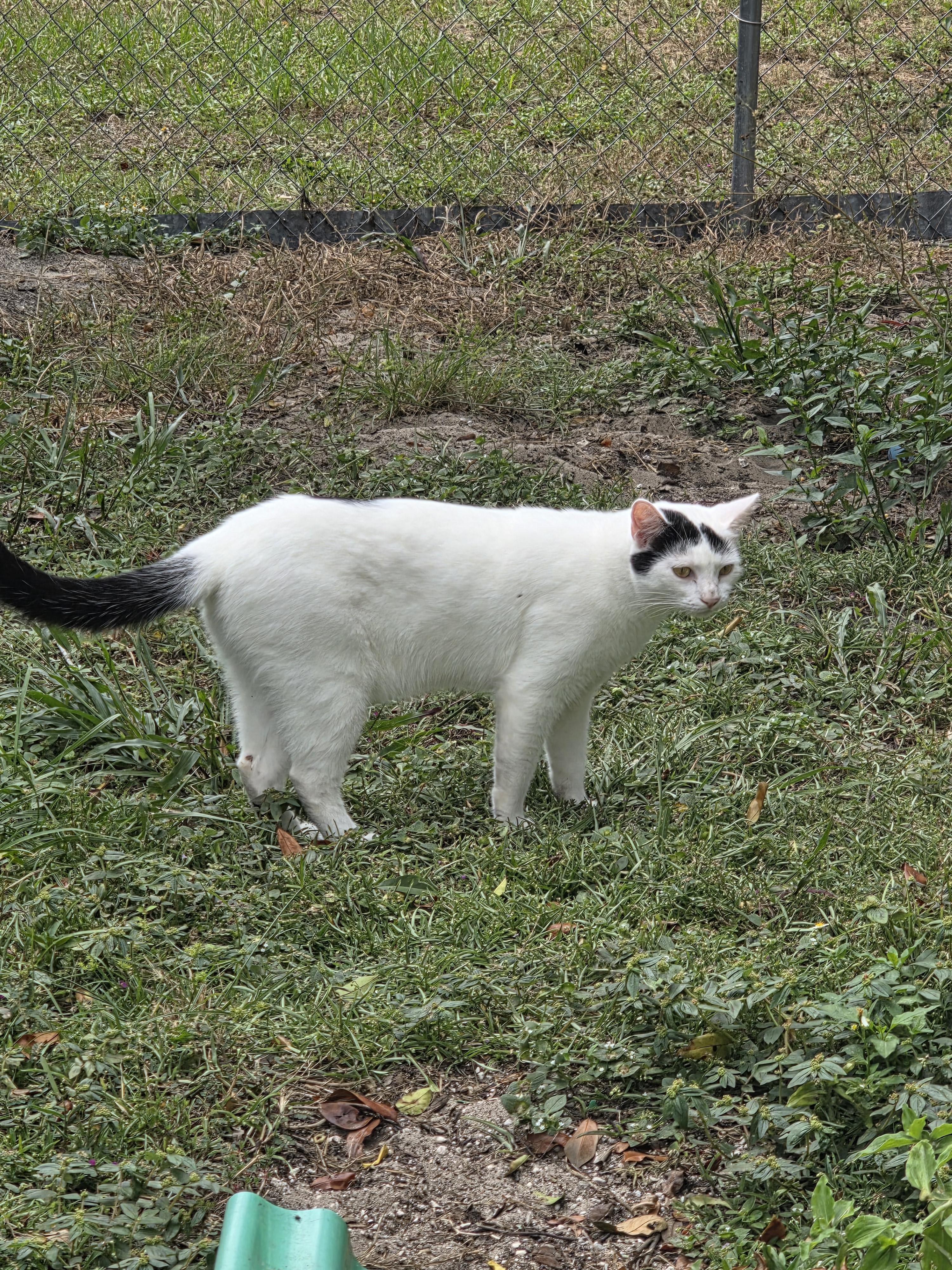Major Meow