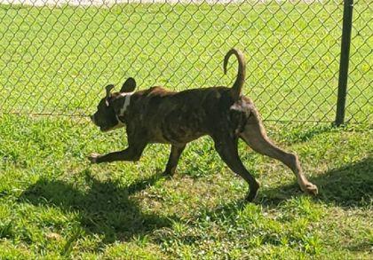 Tim McGraw(HW+), Adoptable, Young Male Terrier & Mixed Breed.