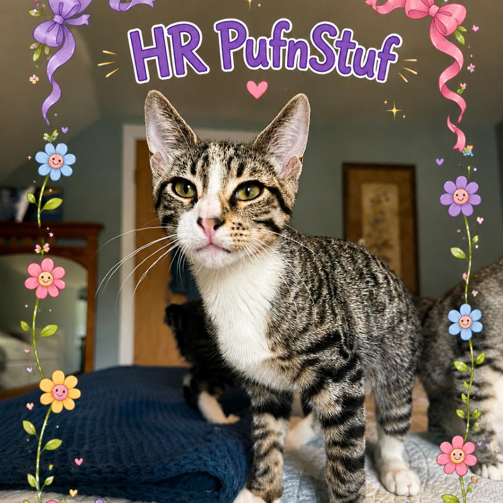 HR PufnStuf, Adoptable, Young Male Domestic Short Hair.