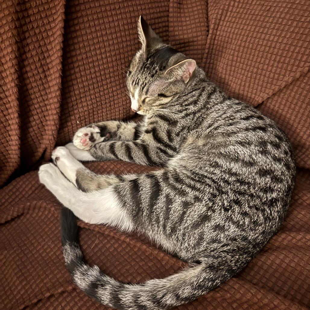 Enlarge HR PufnStuf, a Adoptable Domestic Short Hair in Roselle, IL image 2/6