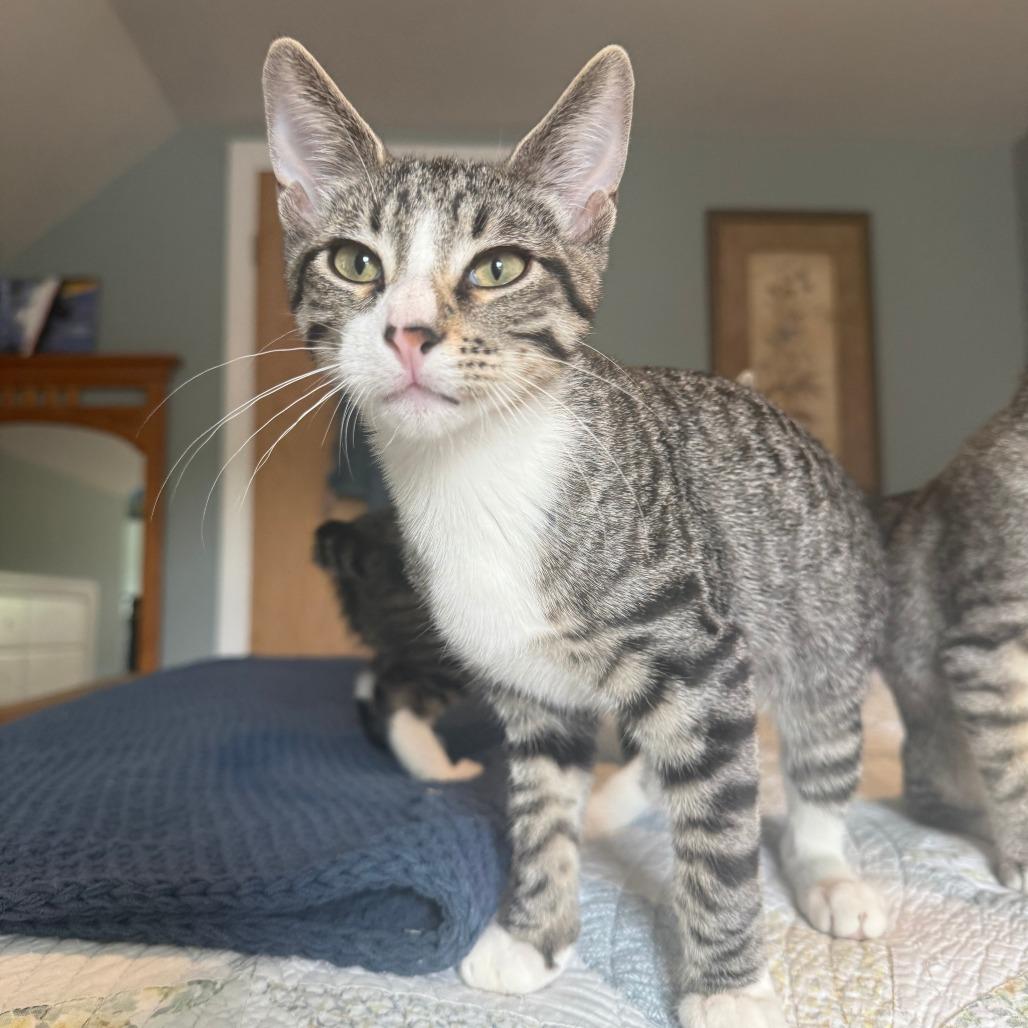Enlarge HR PufnStuf, a Adoptable Domestic Short Hair in Roselle, IL image 5/6