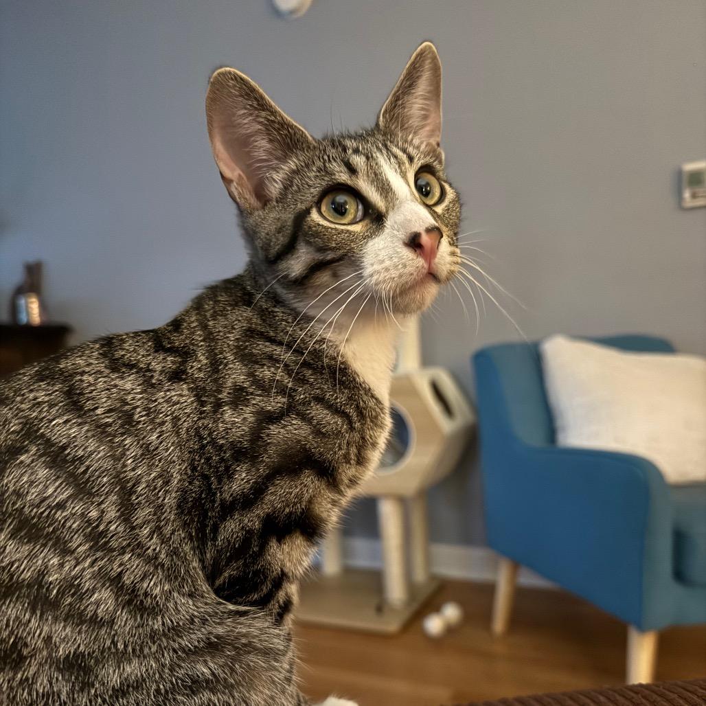 Enlarge HR PufnStuf, a Adoptable Domestic Short Hair in Roselle, IL image 6/6