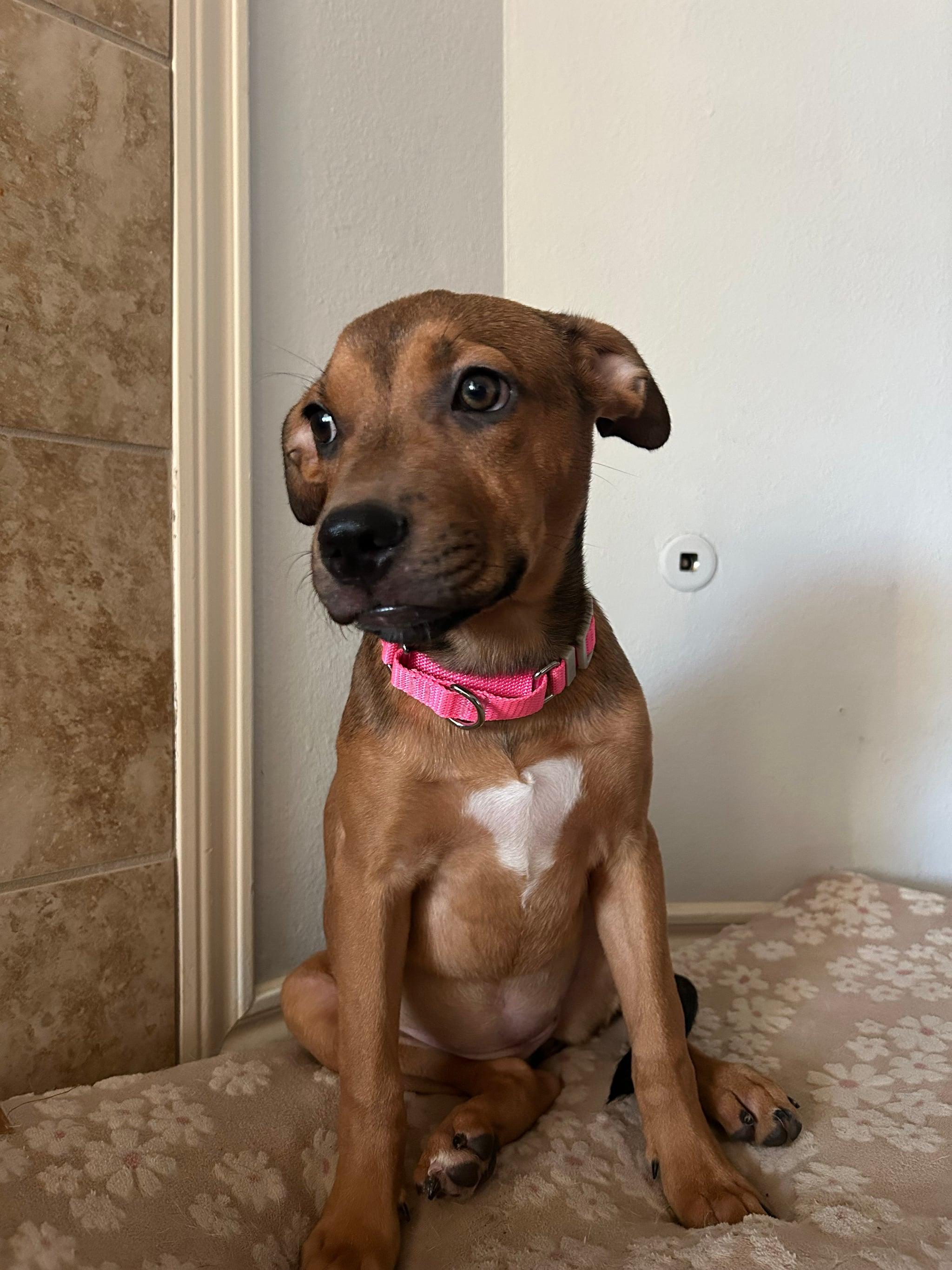 Enlarge Nutella, a Adoptable mixed breed in Missoula, MT image 4/6
