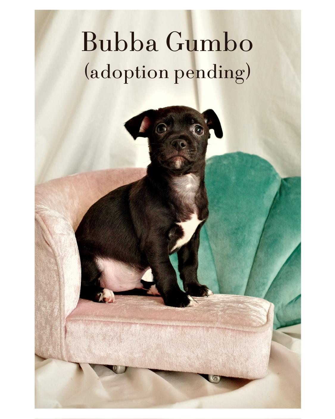 Bubba Gumbo, Adopted, Young Male Chihuahua & Rat Terrier.