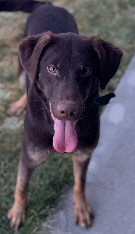 Enlarge Whiskey, a Adoptable Labrador Retriever in Kenai, AK image 1/1