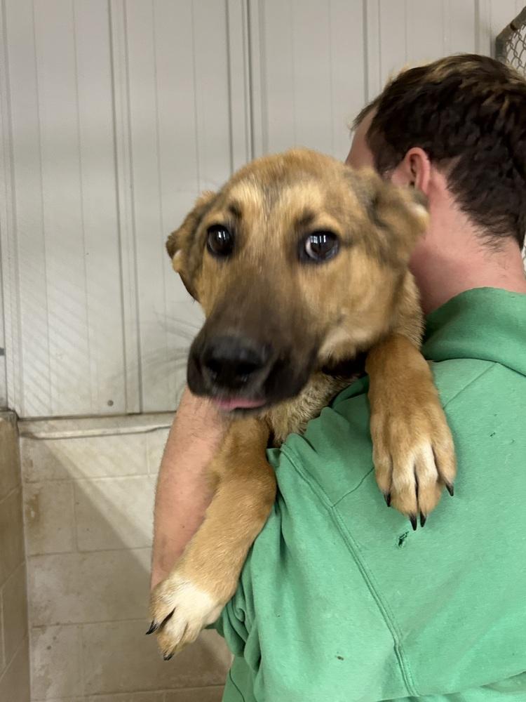 Enlarge Tooger, a Adoptable mixed breed in Linton, IN image 1/1