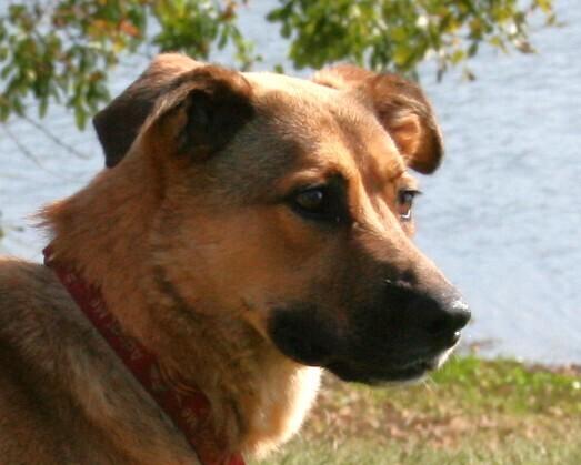 Tooger - Longest Canine Resident, Adoptable, Adult Male Shepherd.