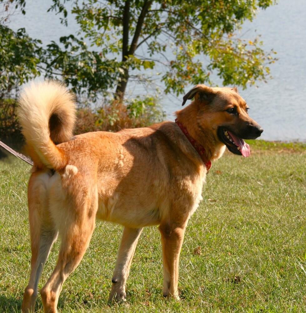 Enlarge Tooger - Longest Canine Resident, a Adoptable mixed breed in Linton, IN image 2/5