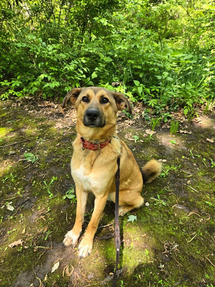 Tooger, a Adoptable mixed breed in Linton, IN image 2/2