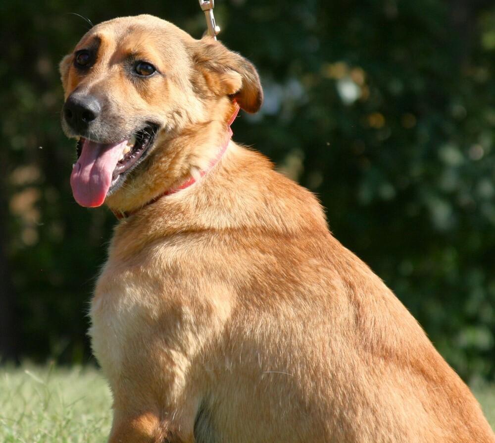 Enlarge Tooger - Longest Canine Resident, a Adoptable mixed breed in Linton, IN image 4/5