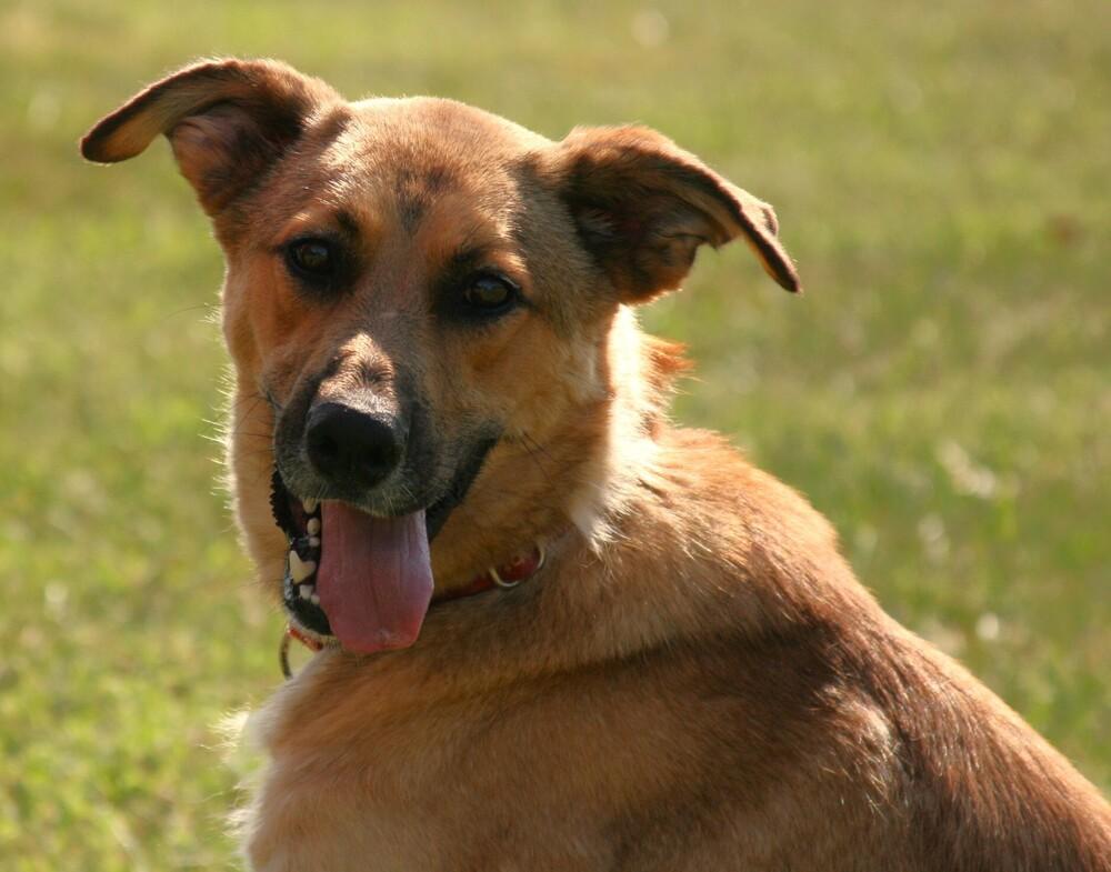 Enlarge Tooger - Longest Canine Resident, a Adoptable mixed breed in Linton, IN image 5/5