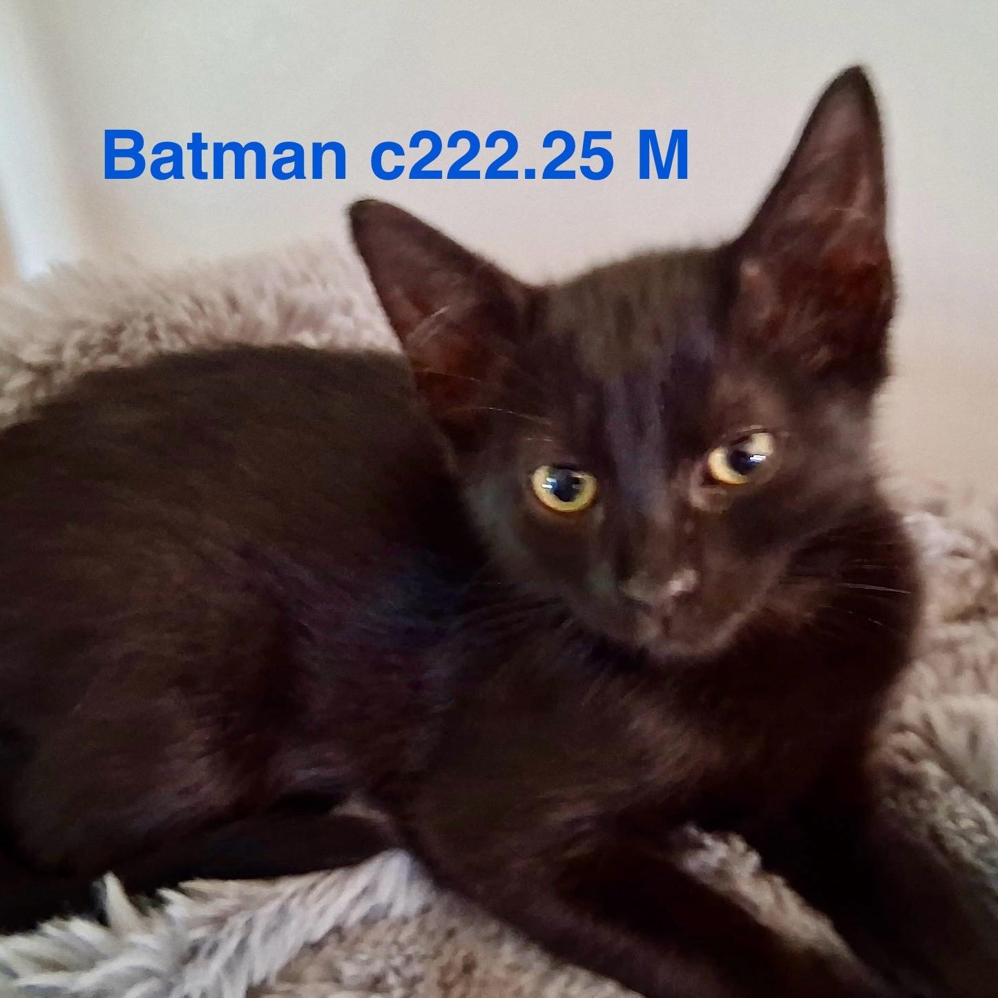 Foster Batman