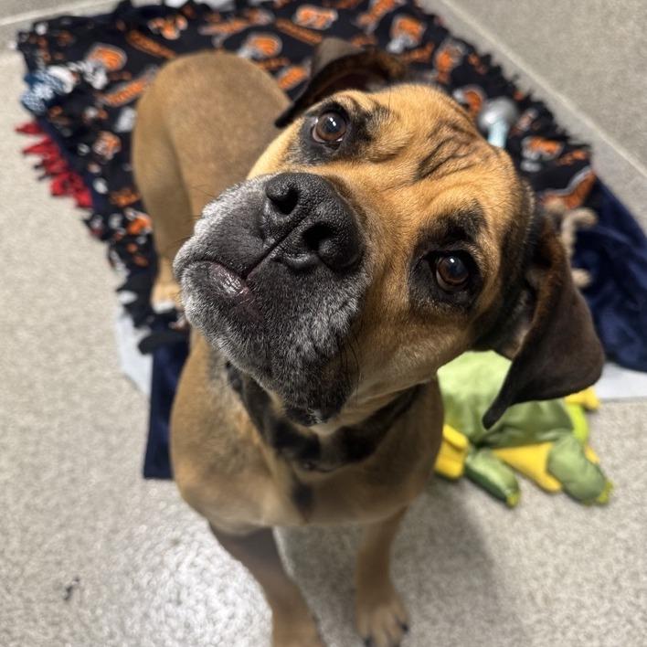 Tiny Tim, a Adoptable Mixed Breed in Washington Township, OH image 1/6