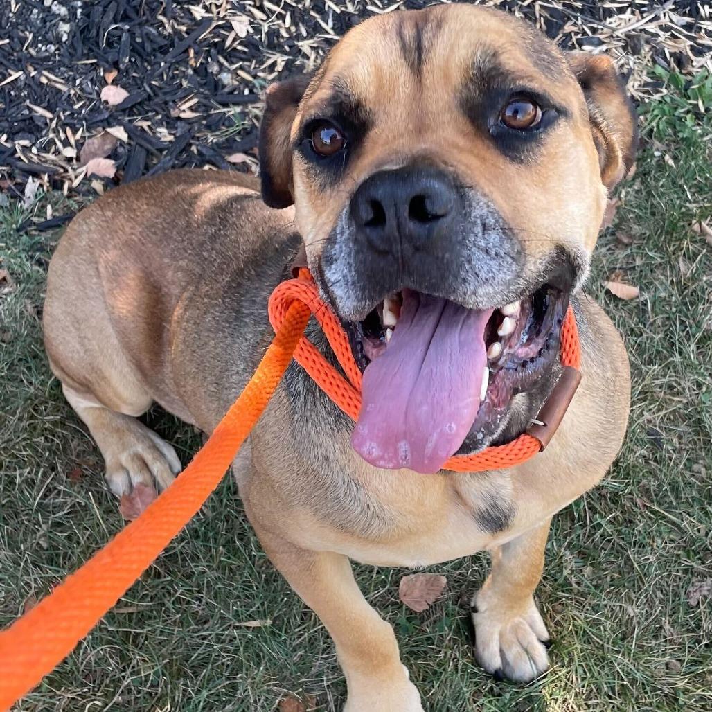 Tiny Tim, a Adoptable Mixed Breed in Washington Township, OH image 2/6