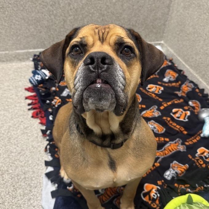 Tiny Tim, a Adoptable Mixed Breed in Washington Township, OH image 3/6