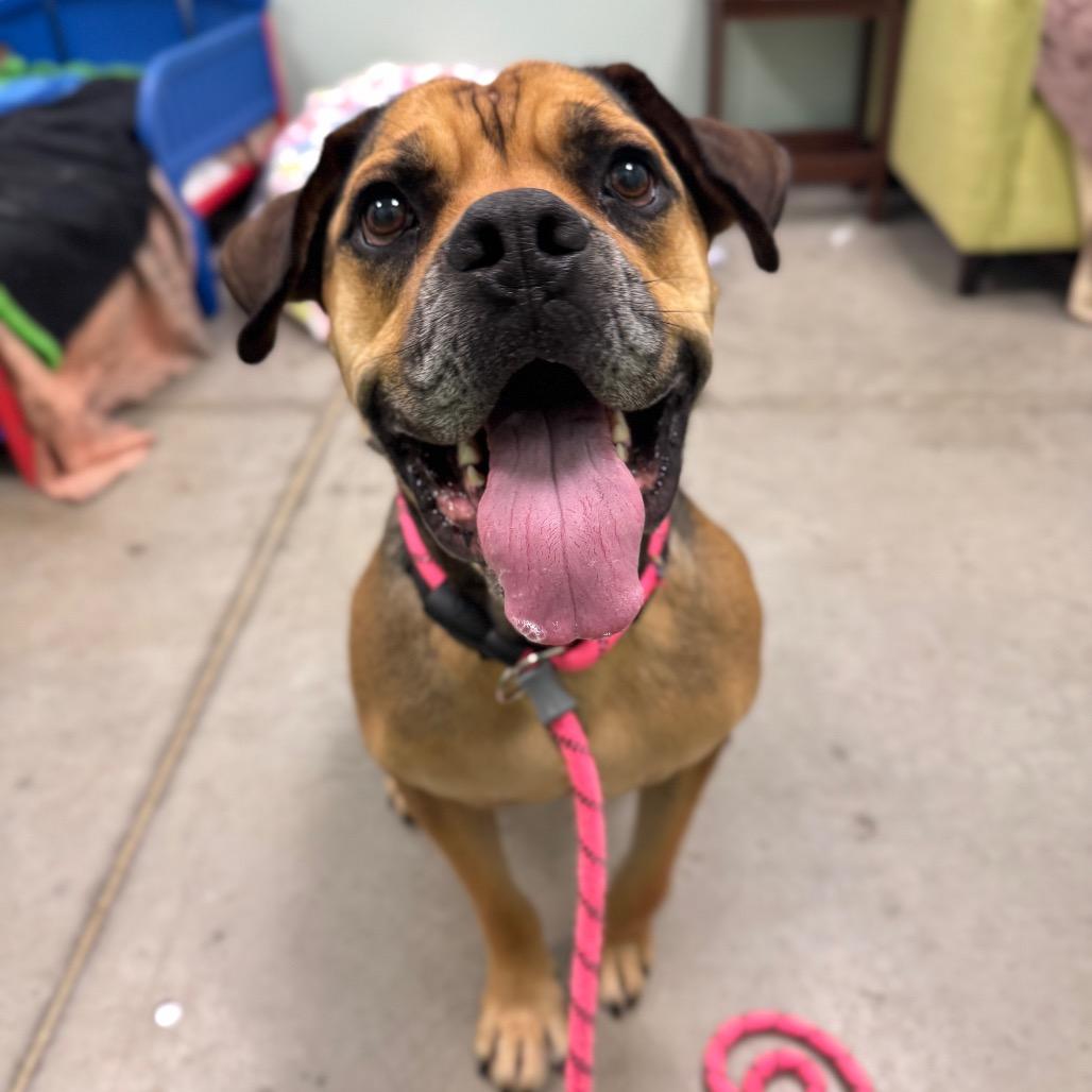 Tiny Tim, a Adoptable Mixed Breed in Washington Township, OH image 4/6