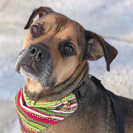 Tiny Tim, a Adoptable Mixed Breed in Washington Township, OH image 5/6