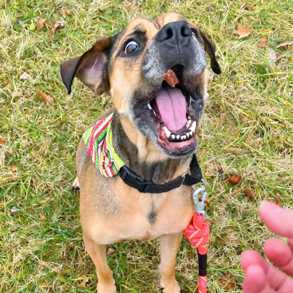 Enlarge Timothy, a Adoptable Mixed Breed in Washington Township, OH image 4/6