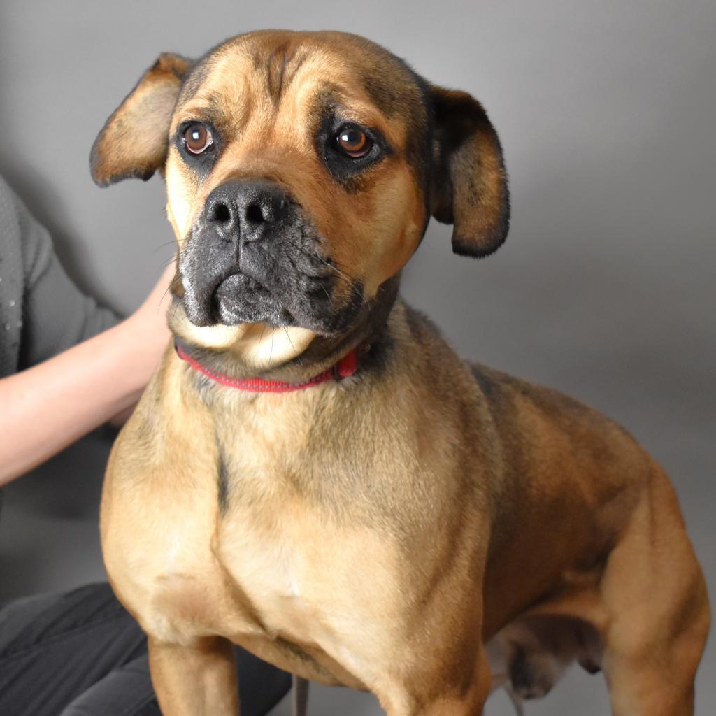 Tiny Tim, a Adoptable Mixed Breed in Washington Township, OH image 6/6