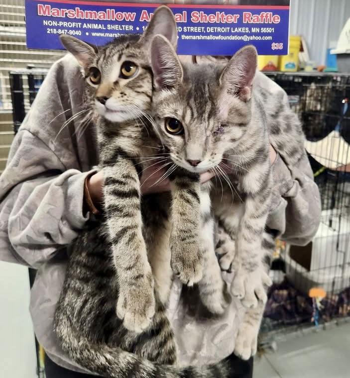 Elysian-Bonded to Hazy