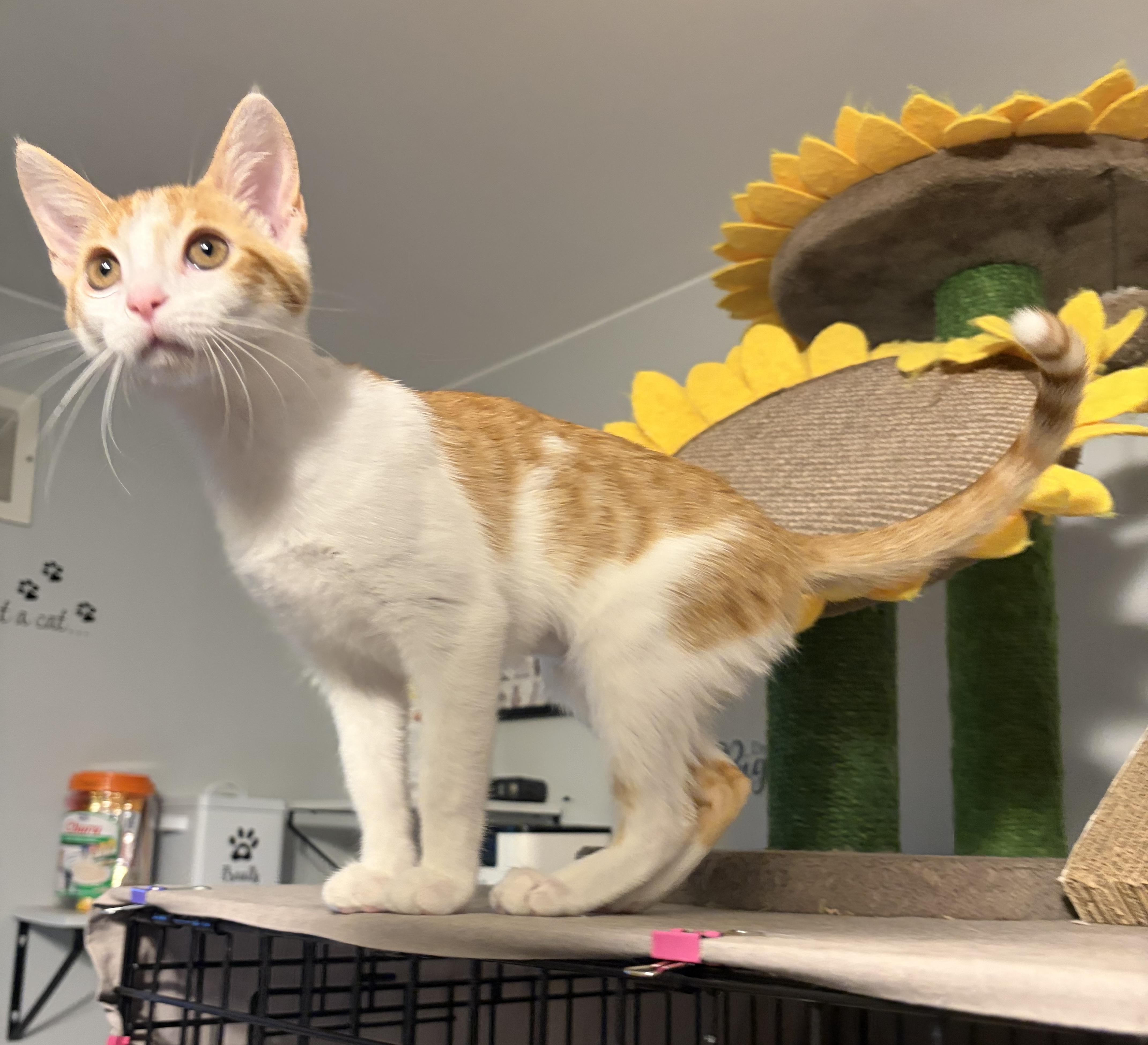 Enlarge Nori, a ADOPTABLE Domestic Short Hair in South Lyon, MI image 1/6