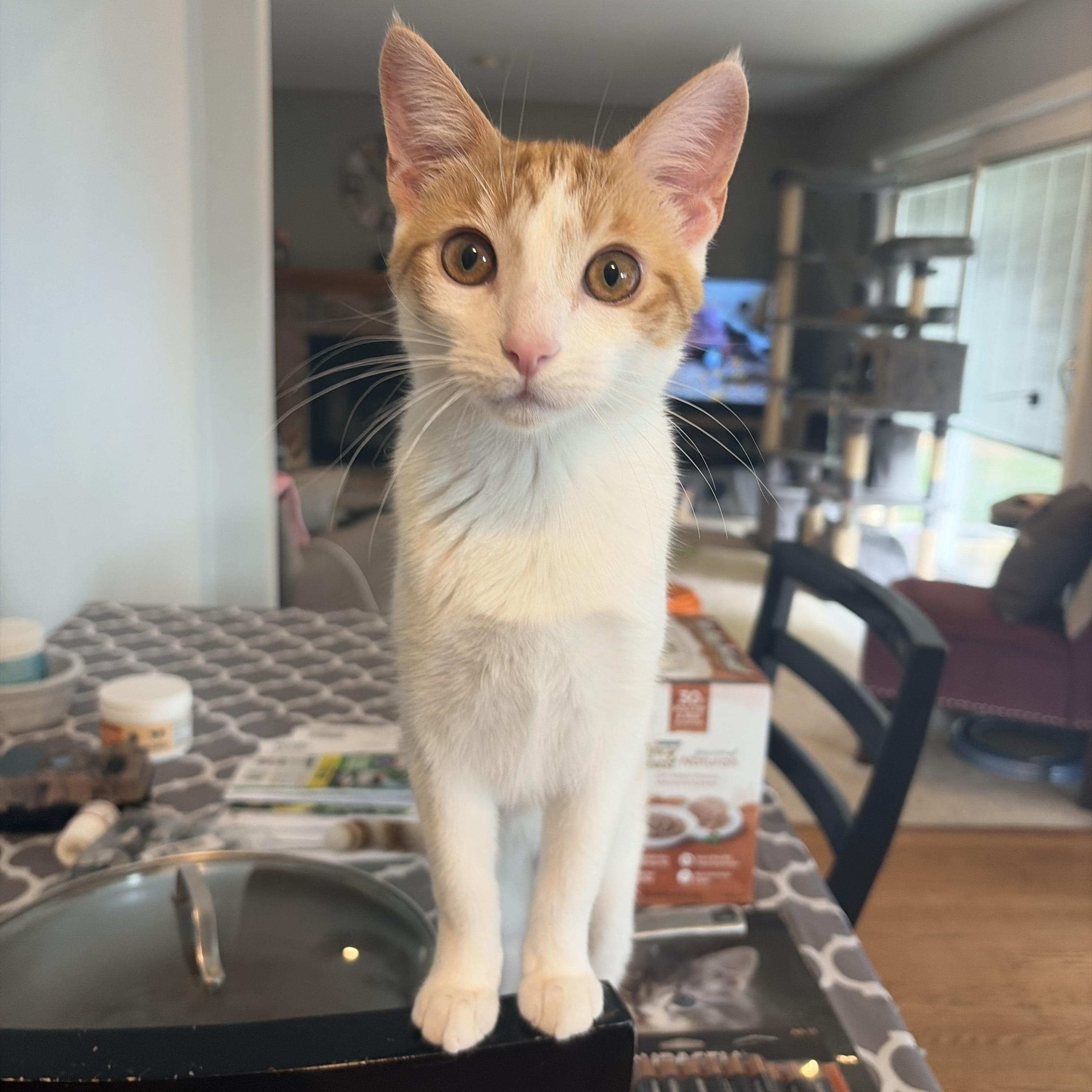 Enlarge Nori (bonded pair with Brylee), a ADOPTABLE Domestic Short Hair in South Lyon, MI image 1/5