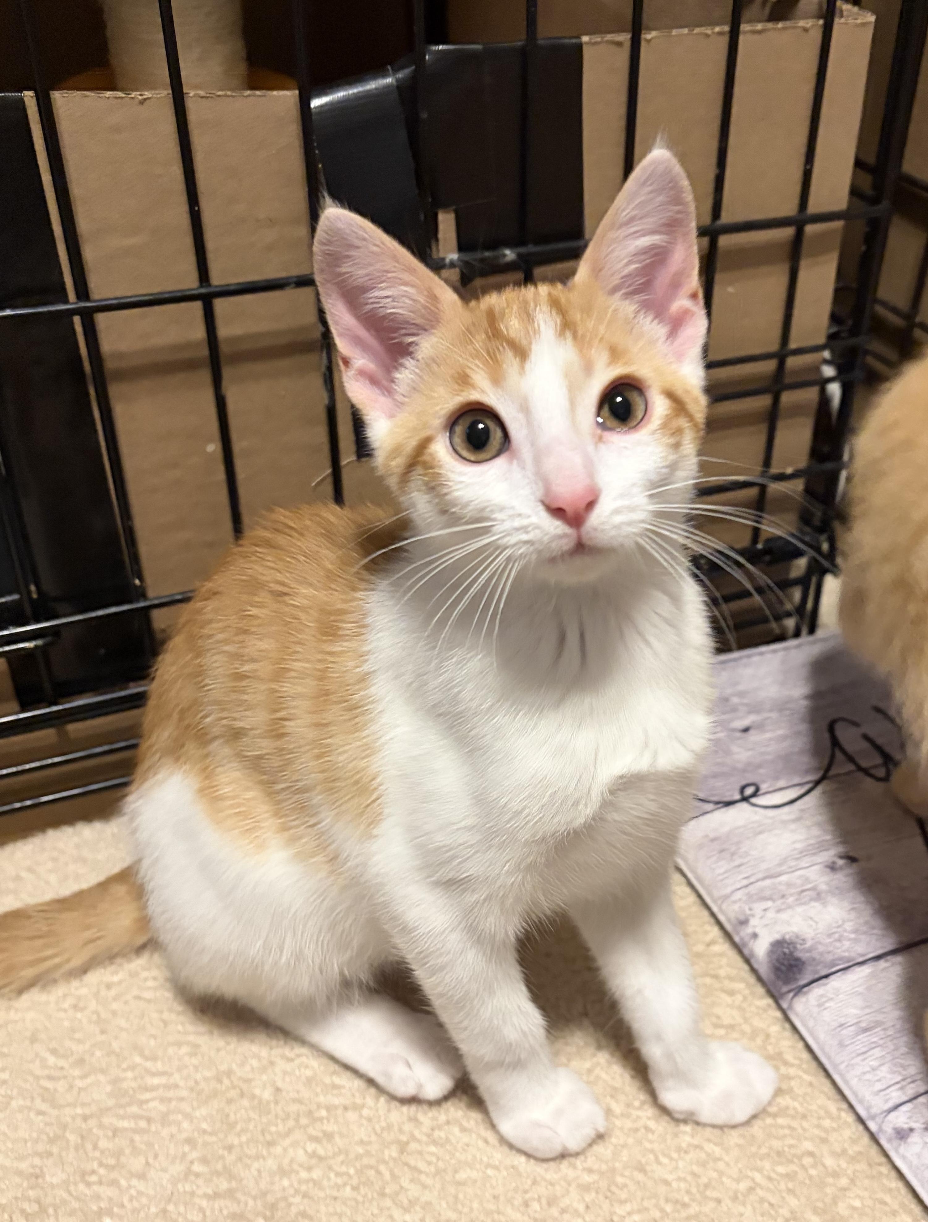 Enlarge Nori, a ADOPTABLE Domestic Short Hair in South Lyon, MI image 6/6