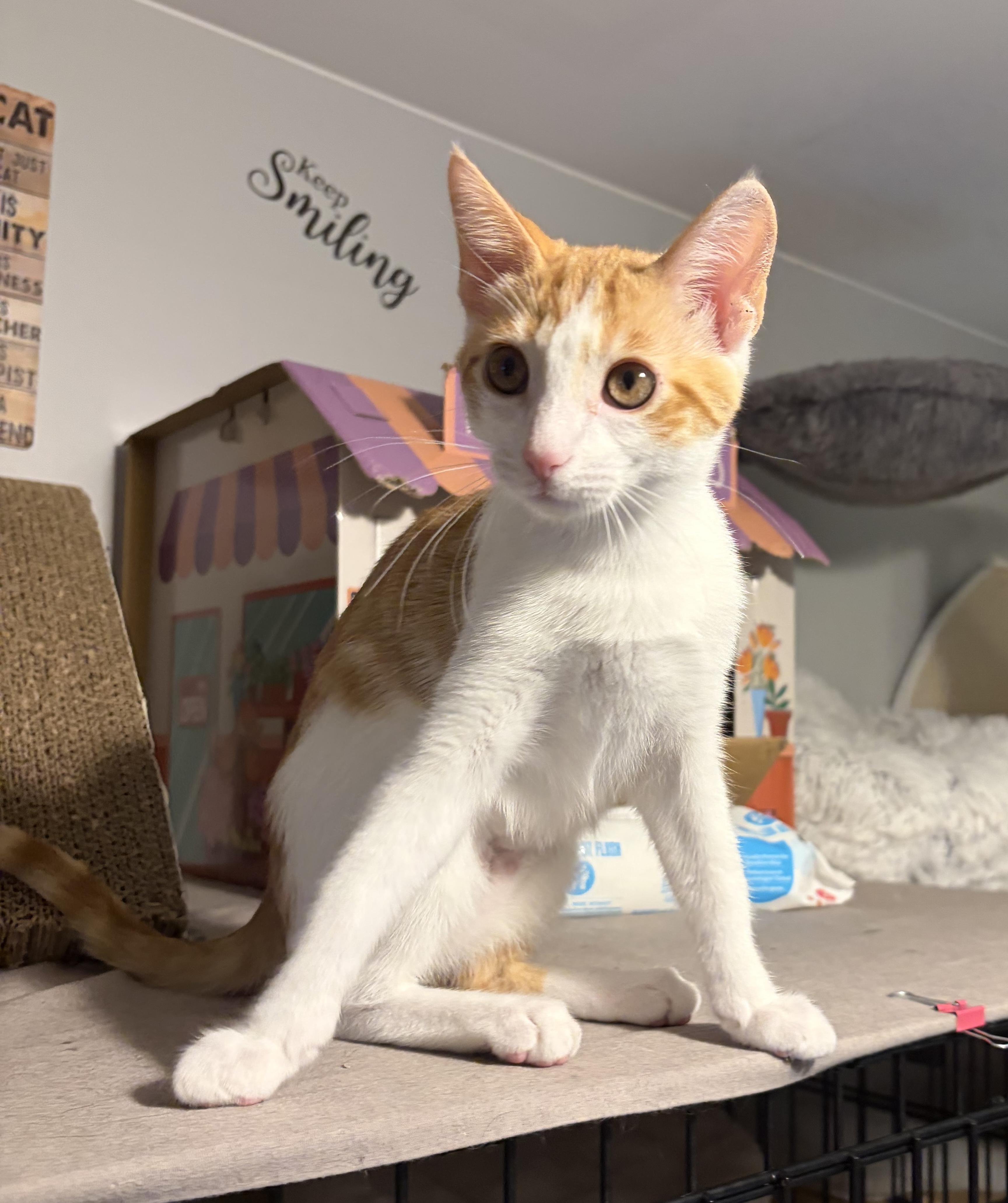 Enlarge Nori, a ADOPTABLE Domestic Short Hair in South Lyon, MI image 4/6