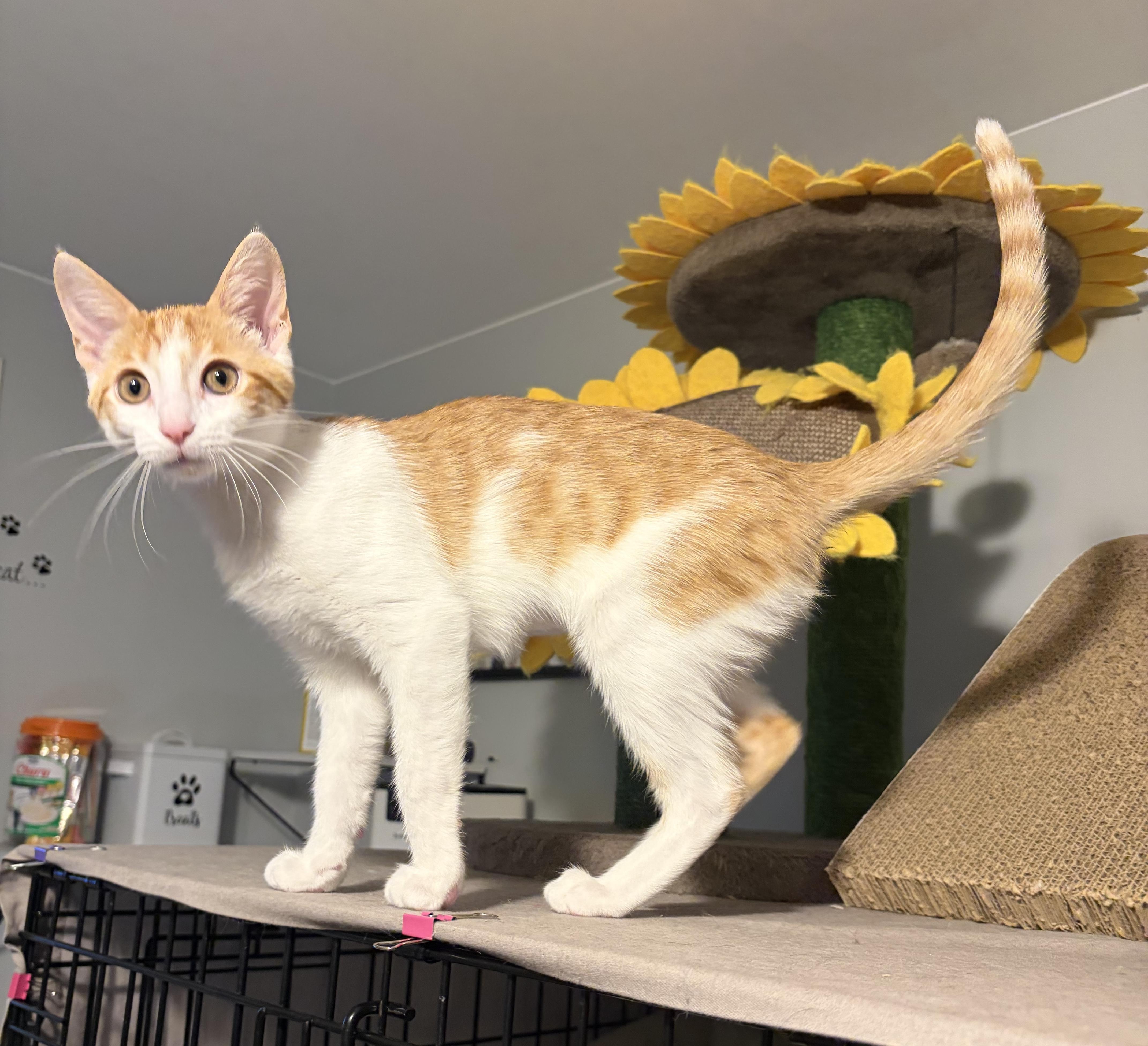 Enlarge Nori, a ADOPTABLE Domestic Short Hair in South Lyon, MI image 5/6
