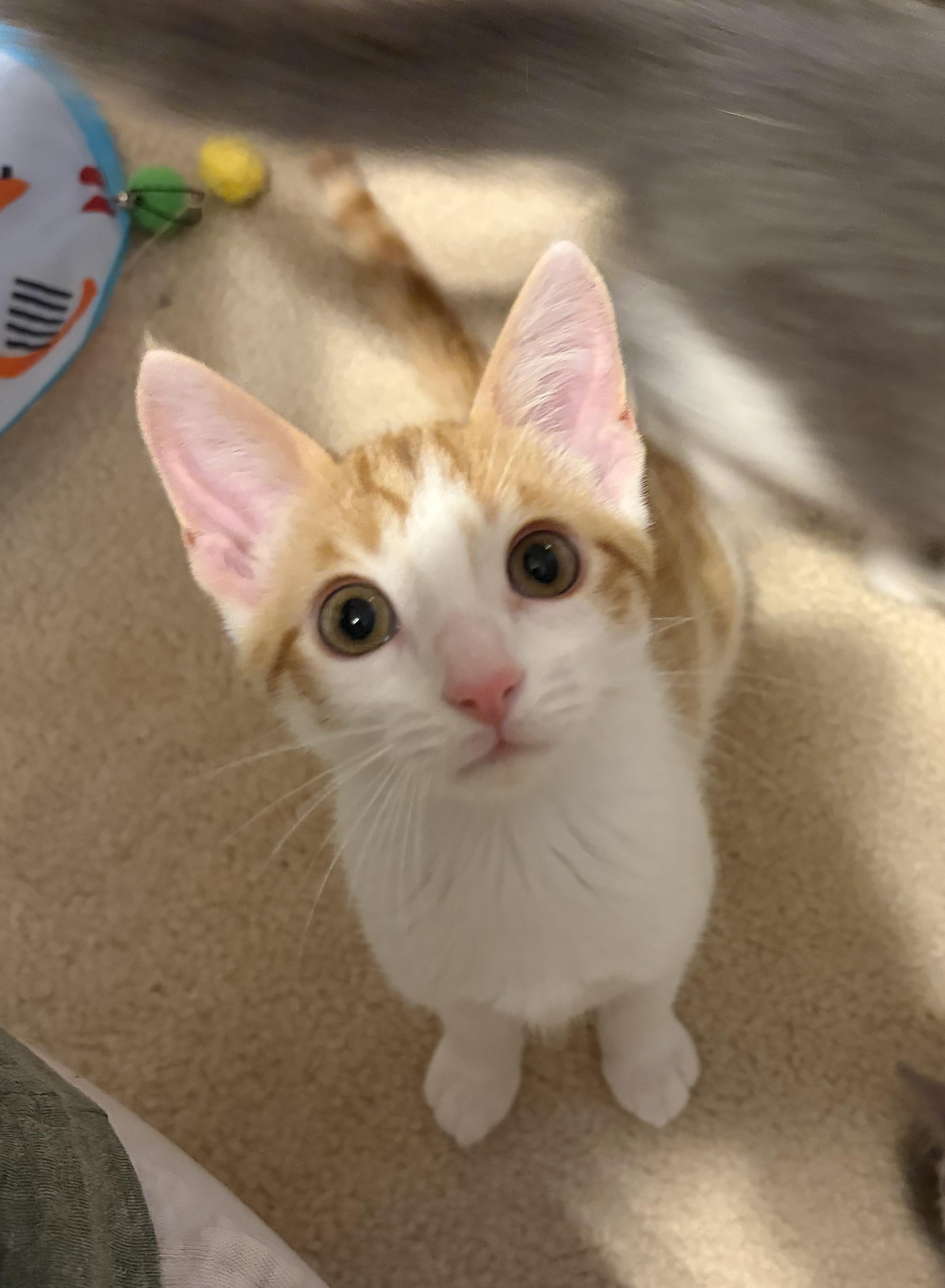 Enlarge Nori, a ADOPTABLE Domestic Short Hair in South Lyon, MI image 2/6