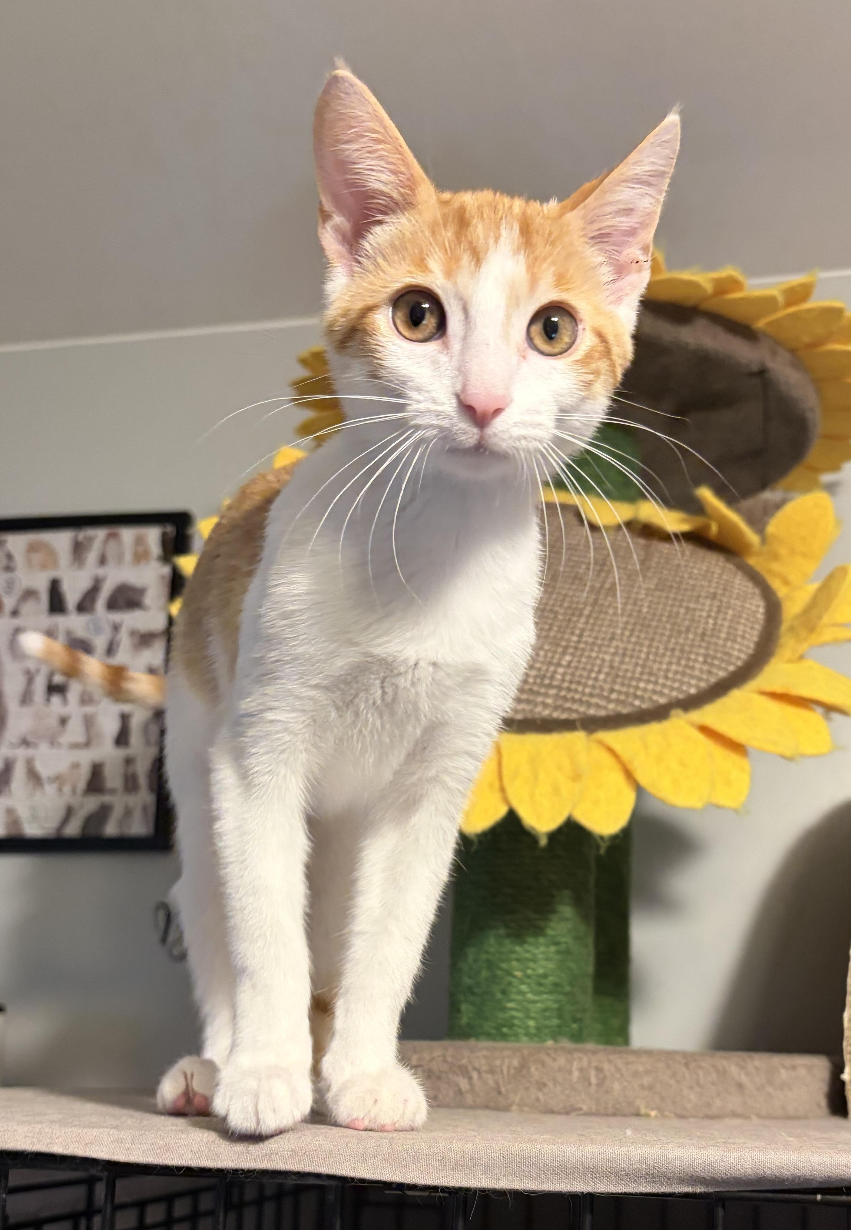 Enlarge Nori, a ADOPTABLE Domestic Short Hair in South Lyon, MI image 3/6