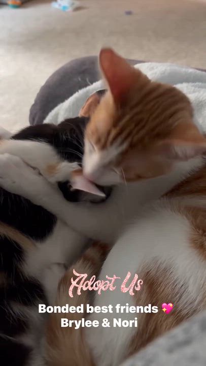 Enlarge Nori (bonded pair with Brylee), a ADOPTABLE Domestic Short Hair in South Lyon, MI video 2/5