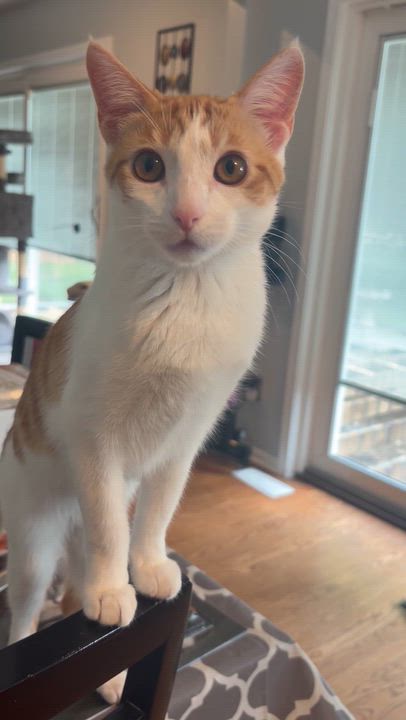 Enlarge Nori (bonded pair with Brylee), a ADOPTABLE Domestic Short Hair in South Lyon, MI video 3/5
