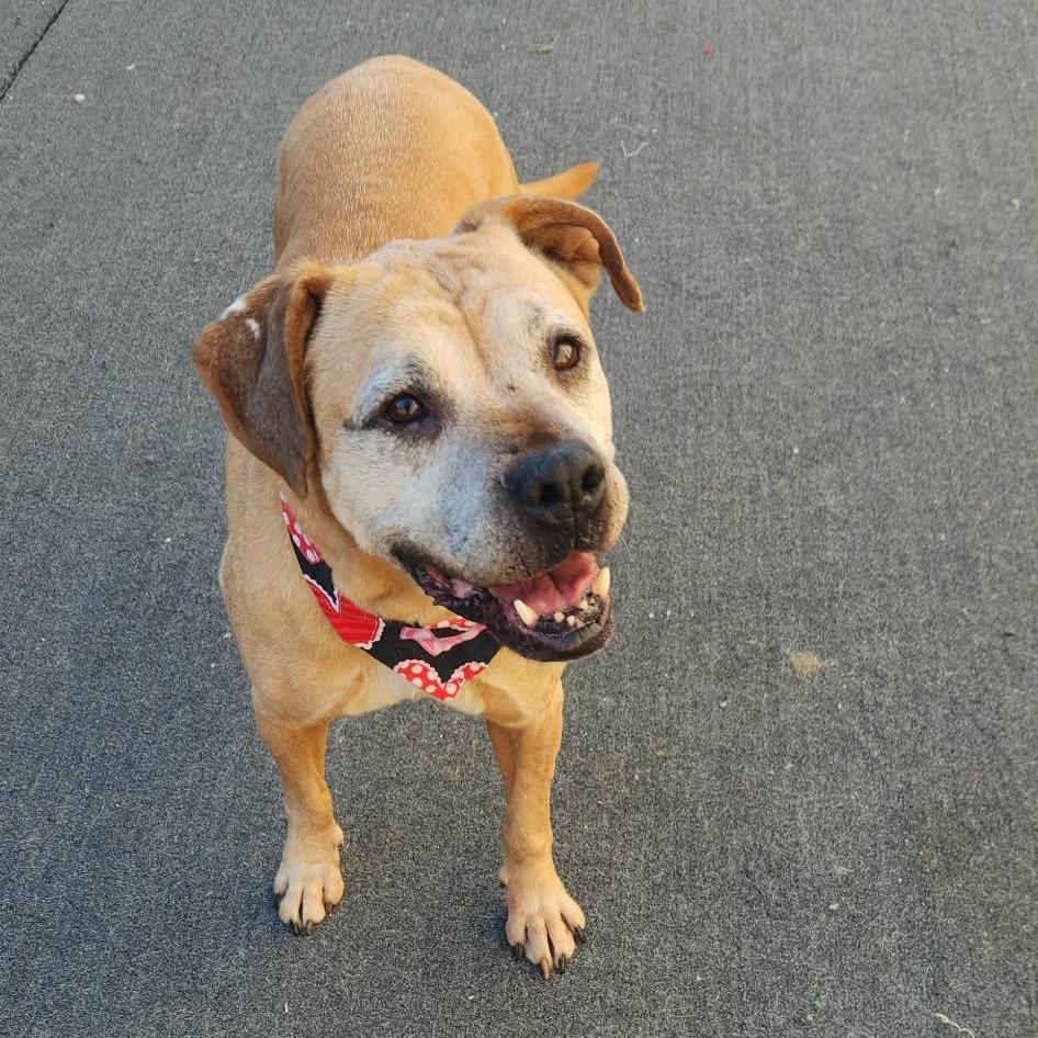 Buckshot, Adoptable, Senior Female Boxer.